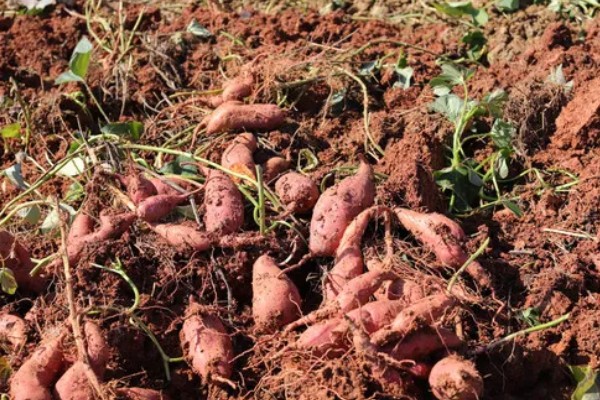 红薯是什么时候进入中国的，约在16世纪末叶