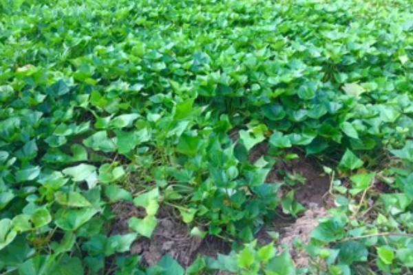 红薯是什么时候进入中国的，约在16世纪末叶