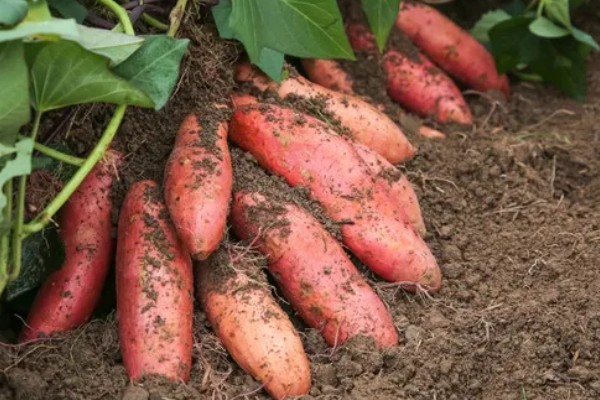 红薯是什么时候进入中国的，约在16世纪末叶