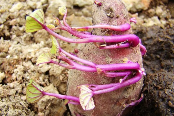 红薯是什么时候进入中国的，约在16世纪末叶