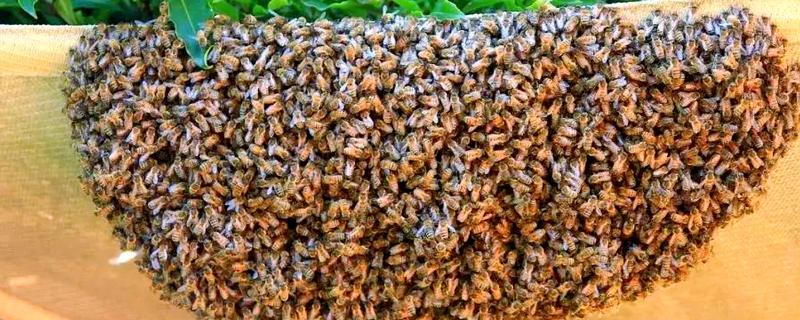 蜜蜂分蜂后怎么办，在蜜蜂结团期间收蜂