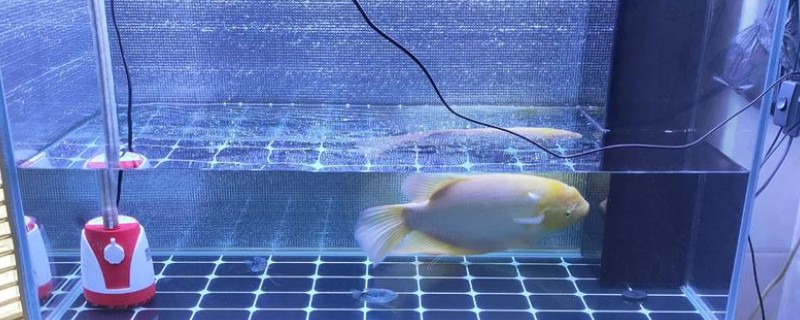 新鱼缸养水几天再养鱼，一般需要6-9天