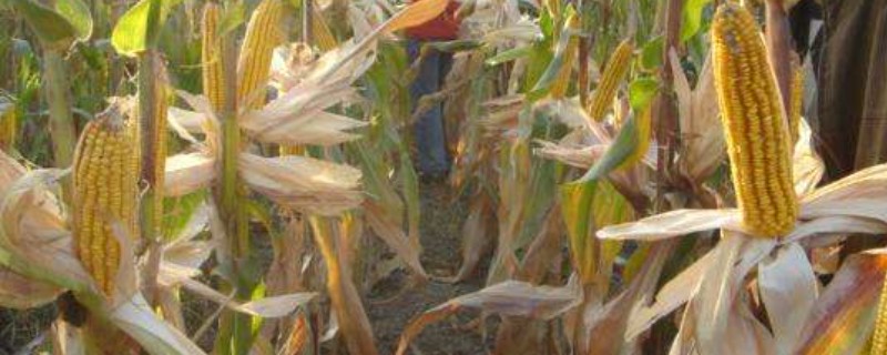 德美1号玉米种的简介，从出苗至成熟需要128天左右