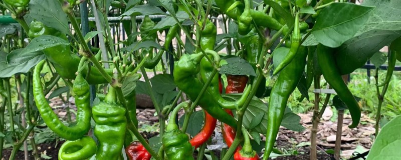 辣椒适合的生长温度,发芽适宜温度为25-30℃
