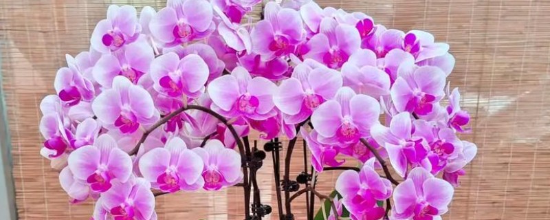 蝴蝶兰花期的养护注意事项，需控制好温度
