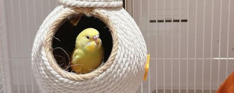 椰子壳能不能当作鹦鹉的繁殖窝，弊端太多不适合使用