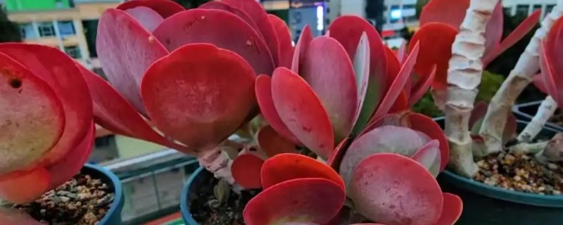 唐印怎么养殖，每隔10天追肥一次