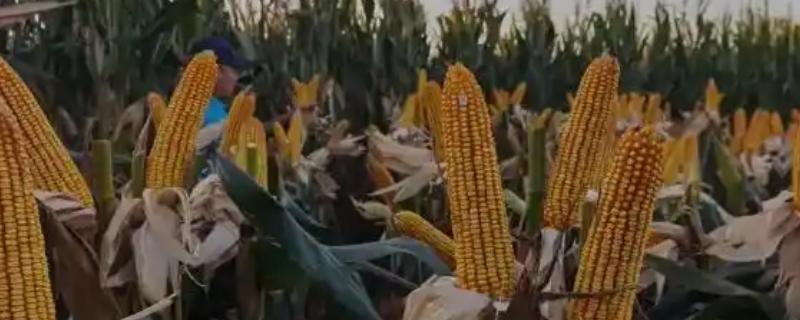 宏硕635玉米种简介,株高约为262cm左右