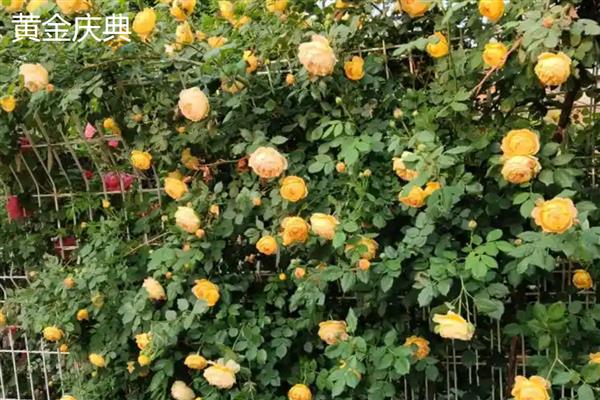 什么品种的爬藤月季好,推荐黄金庆典、红龙等