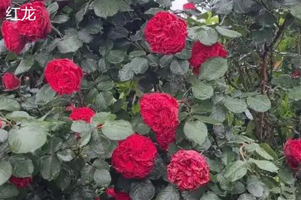 什么品种的爬藤月季好,推荐黄金庆典、红龙等