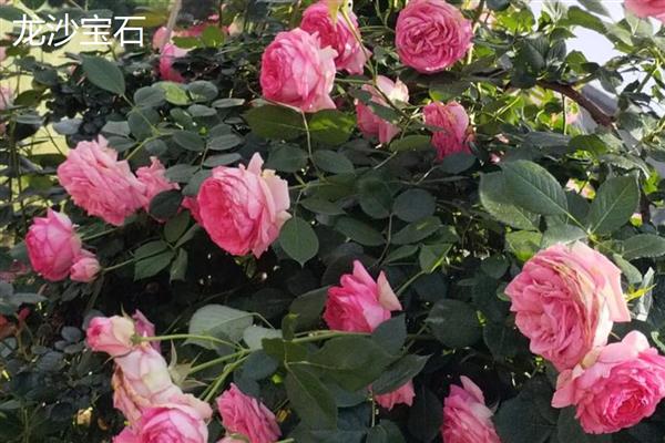 什么品种的爬藤月季好,推荐黄金庆典、红龙等