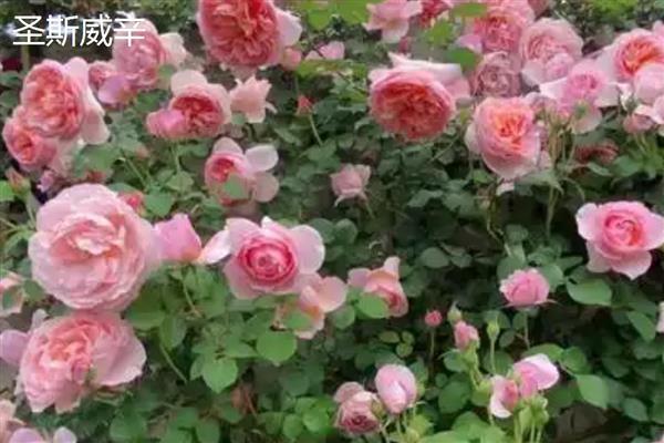 什么品种的爬藤月季好,推荐黄金庆典、红龙等