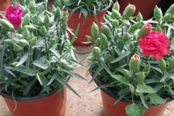 如何养殖带花苞的康乃馨，每隔7-10天浇一次水