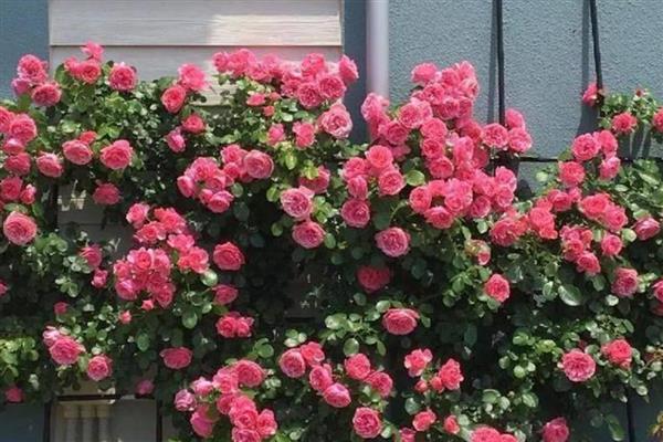 什么品种的爬藤月季好,推荐黄金庆典、红龙等