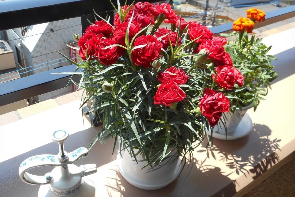 如何养殖带花苞的康乃馨，每隔7-10天浇一次水