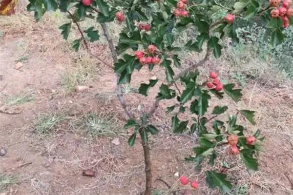 种山楂适合用什么土，一般选择沙壤土