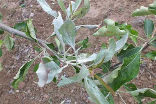 种山楂适合用什么土，一般选择沙壤土