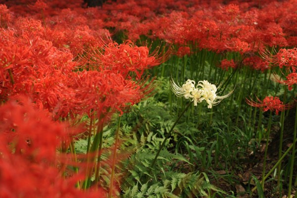 彼岸花的花语，寓意无尽思念、优雅纯洁等