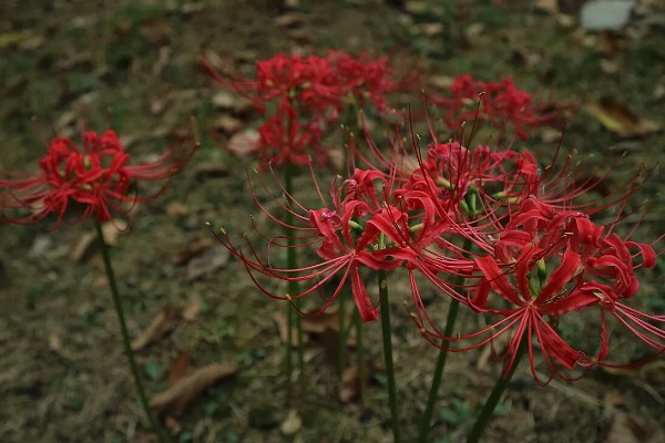 彼岸花的花语，寓意无尽思念、优雅纯洁等