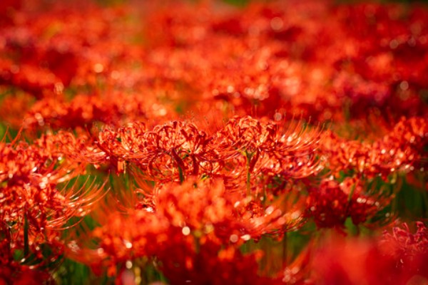 彼岸花的花语，寓意无尽思念、优雅纯洁等