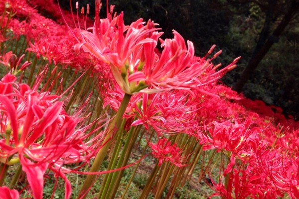 彼岸花的花语，寓意无尽思念、优雅纯洁等