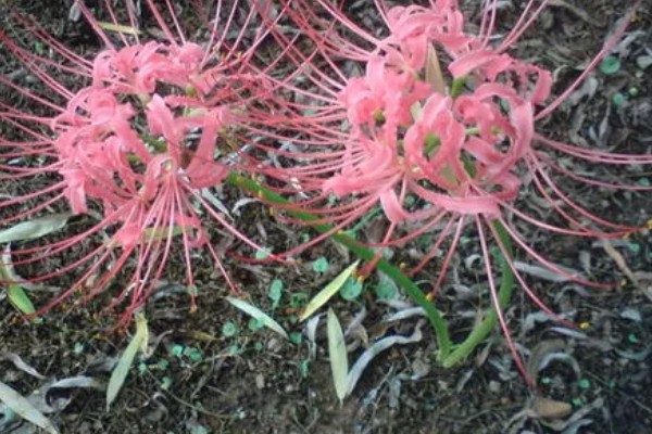 彼岸花的花语，寓意无尽思念、优雅纯洁等