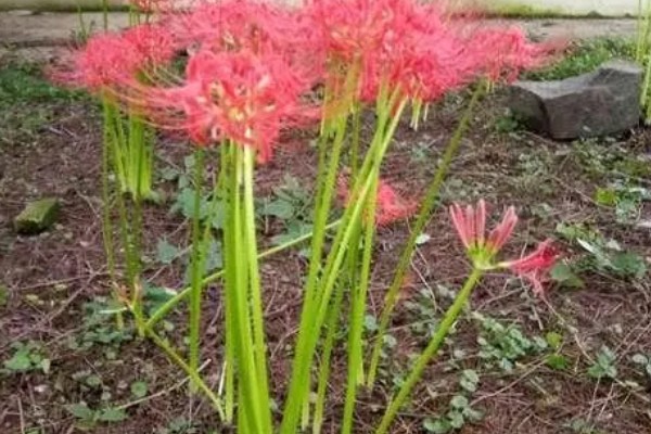 彼岸花的花语，寓意无尽思念、优雅纯洁等