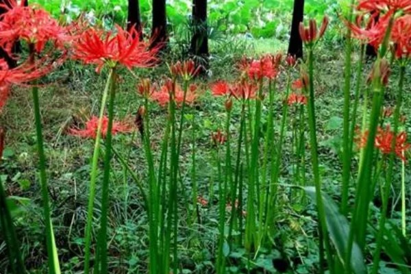 彼岸花的花语，寓意无尽思念、优雅纯洁等