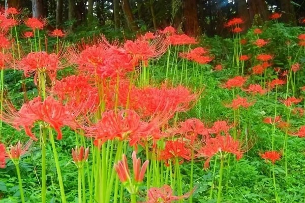 彼岸花的花语，寓意无尽思念、优雅纯洁等