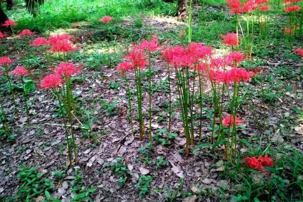 彼岸花的花语，寓意无尽思念、优雅纯洁等