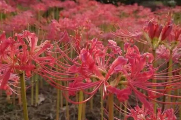 彼岸花的花语，寓意无尽思念、优雅纯洁等