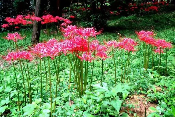 彼岸花的花语，寓意无尽思念、优雅纯洁等