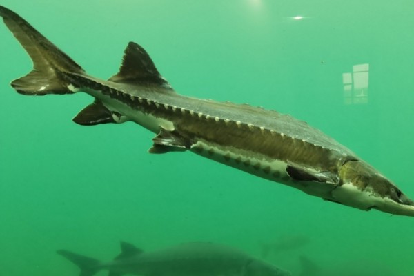 中华鲟是鱼类吗,中华鲟是鱼类