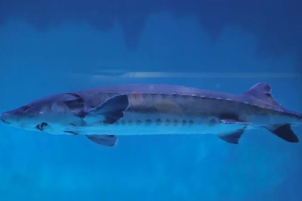 中华鲟是鱼类吗,中华鲟是鱼类