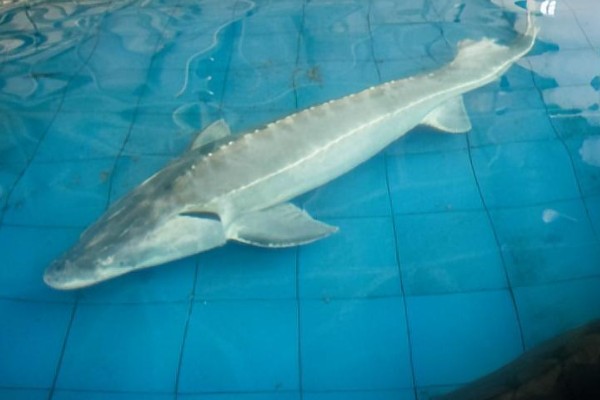 中华鲟是鱼类吗,中华鲟是鱼类