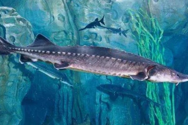 中华鲟是鱼类吗,中华鲟是鱼类