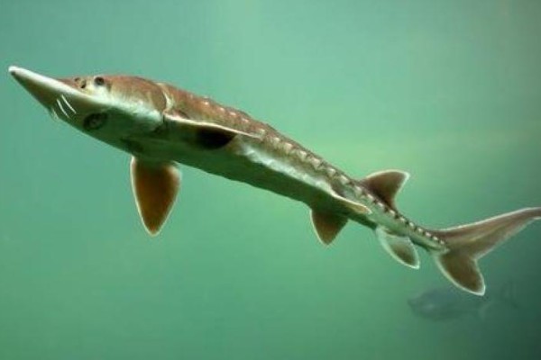 中华鲟是鱼类吗,中华鲟是鱼类