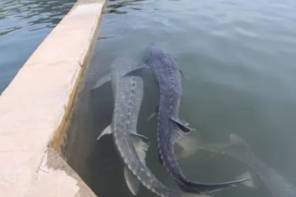 中华鲟是鱼类吗,中华鲟是鱼类