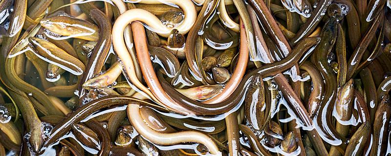 怎么配制黄鳝的饲料,一般用畜禽下脚料、麦麸等原料配制