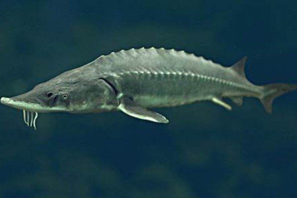 中华鲟是鱼类吗,中华鲟是鱼类