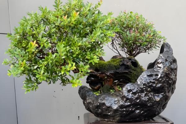 红杨盆景的寓意，寓意珍稀