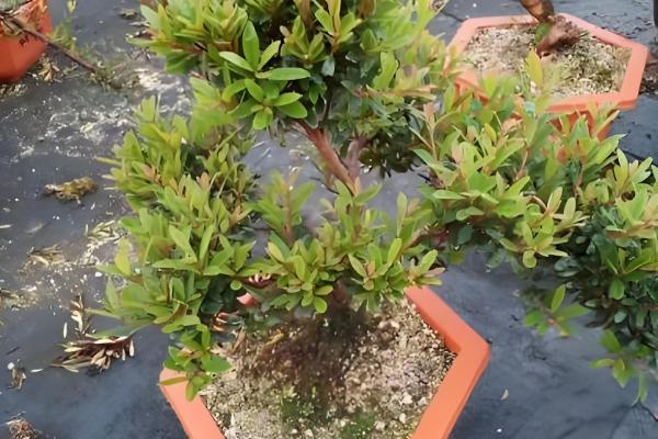 红杨盆景的寓意，寓意珍稀