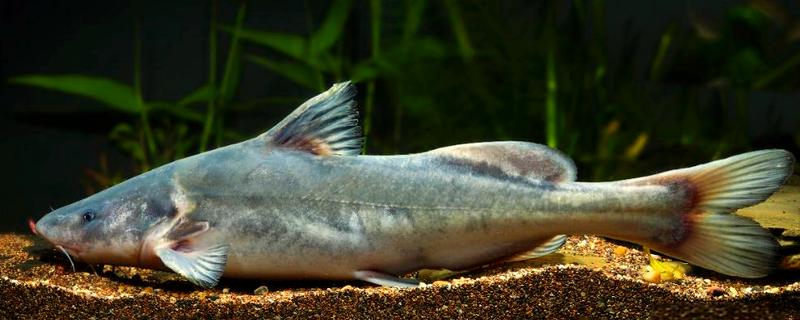 长吻鮠的简介，属于鲿科、鮠属鱼类