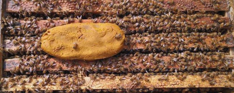 中蜂天天喂糖水发展快不快,能促使蜂群快速发展起来