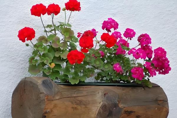 大花天竺葵如何养殖,适合种植在酸性的土壤中