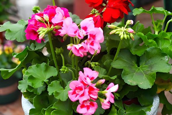 大花天竺葵如何养殖,适合种植在酸性的土壤中