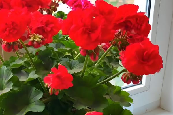 大花天竺葵如何养殖,适合种植在酸性的土壤中