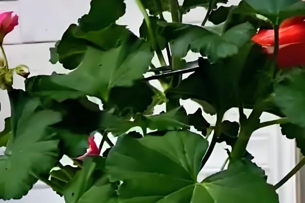 大花天竺葵如何养殖,适合种植在酸性的土壤中