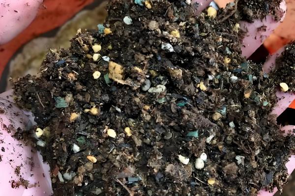 大花天竺葵如何养殖,适合种植在酸性的土壤中