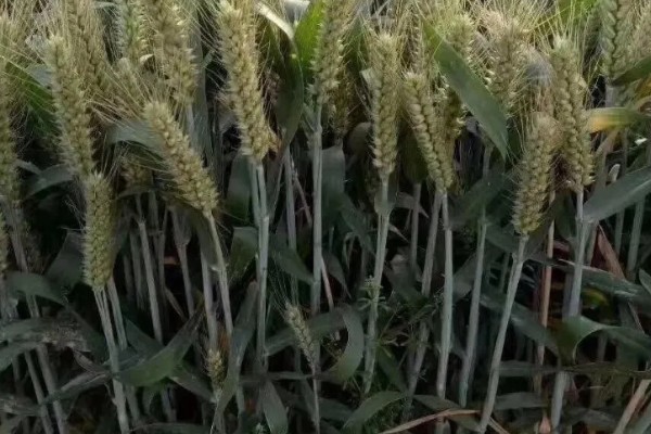 济麦44的产量，平均亩产量达到732公斤左右